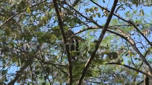 黑啸猴视频的预览图