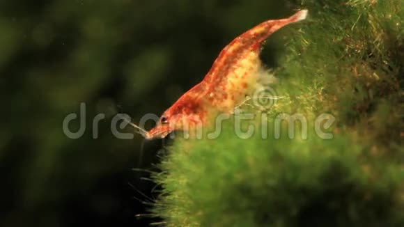 红樱桃虾视频的预览图