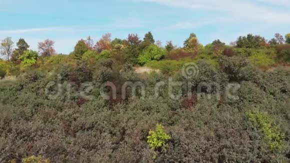 秋天的野生草地视频的预览图
