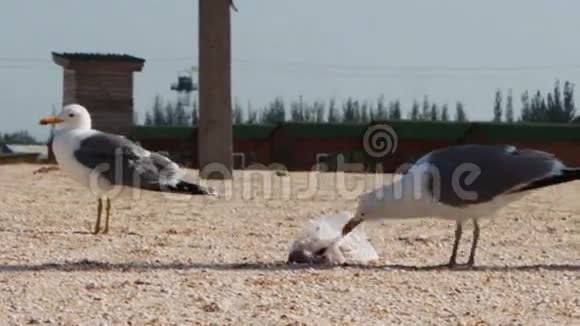 很多海鸥在海滩上吃一顿饭视频的预览图
