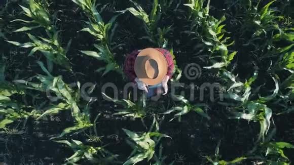 农民监测玉米作物空中勘测玉米田顶景4K慢动作视频视频的预览图