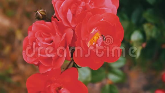 公园里的粉红色玫瑰花园里的鲜花花园里生长的嫩玫瑰花视频的预览图
