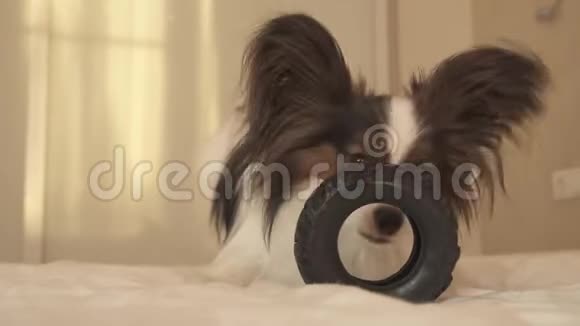 幼犬品种帕皮隆大陆玩具猎犬啃橡胶轮胎一个有趣的轮胎更换库存录像视频的预览图
