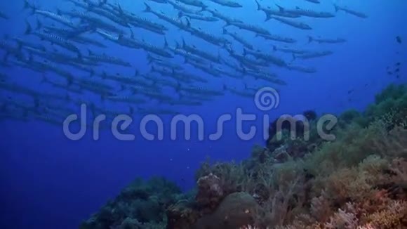 珊瑚礁和一个巴拉库达斯学校视频的预览图