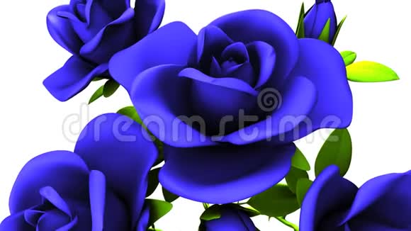 白色背景上的蓝色玫瑰花束视频的预览图