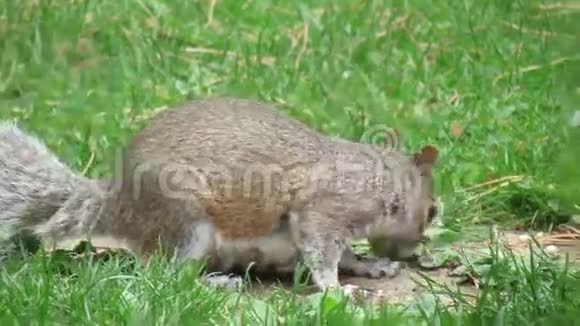灰色松鼠喂食视频的预览图