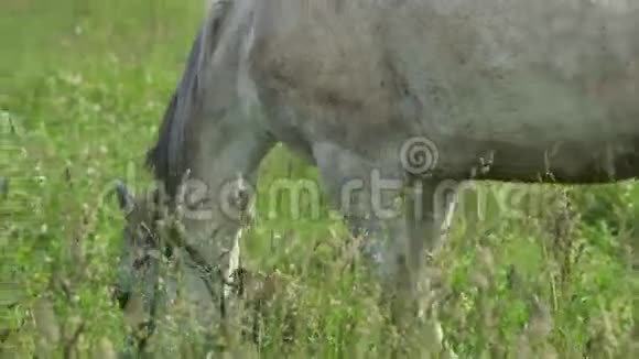 在夏季牧场上的马视频的预览图
