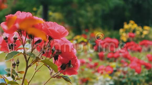 公园里的粉红色玫瑰花园里的鲜花花园里生长的嫩玫瑰花视频的预览图