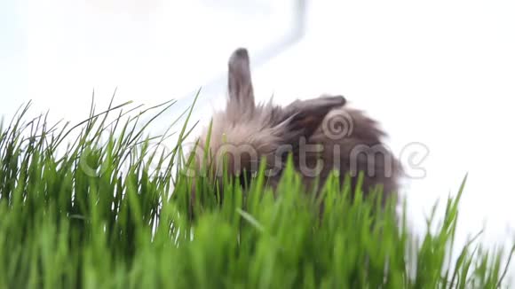 春天草地上的复活节兔子视频的预览图