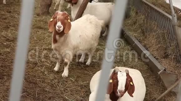 山羊看着镜头特写美丽的山羊在农场农场外部视频的预览图