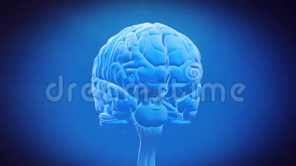 大脑部位缝合视频的预览图