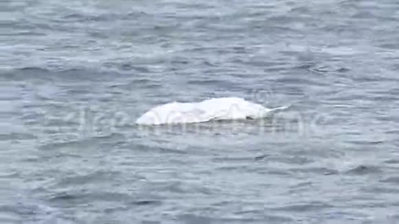 两只漂亮的天鹅在游泳视频的预览图