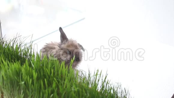 春天草地上的复活节兔子视频的预览图