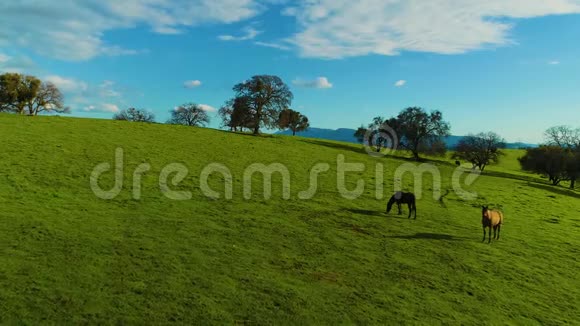 马在乡间奔跑和放牧鸟瞰绿草活股票山和湖白天太阳下山视频的预览图