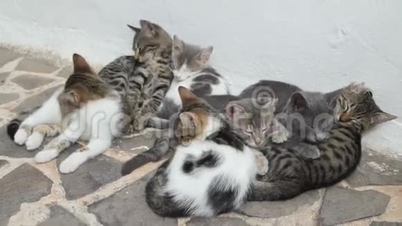 桑托里尼岛可爱的猫科动物视频的预览图