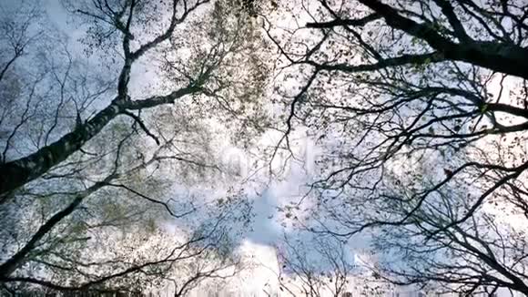 仰望树木和天空视频的预览图