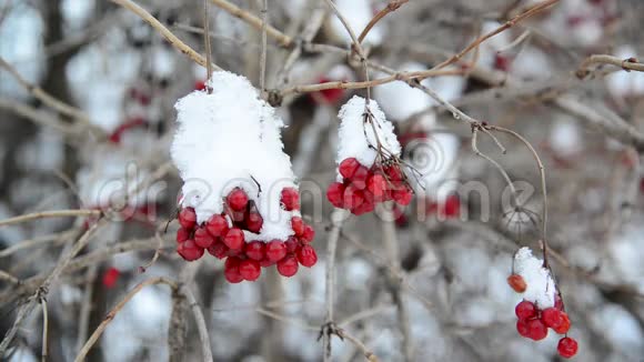 冬季雪中覆盖的充满活力的浆果视频的预览图