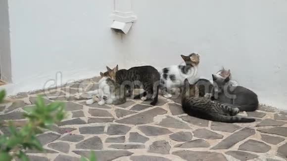 桑托里尼岛可爱的猫科动物视频的预览图