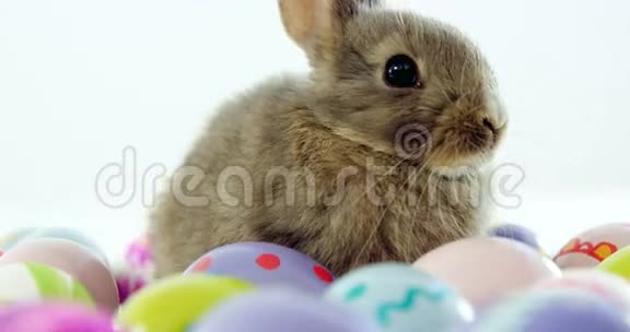 复活节彩蛋和复活节兔子视频的预览图
