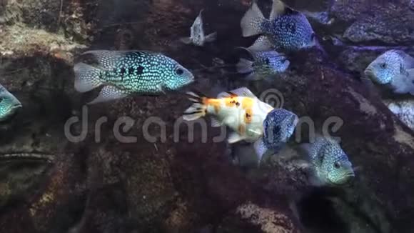 在一个大型水族馆的特写镜头里视频的预览图