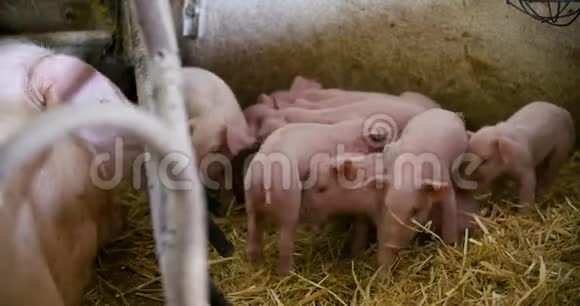 禽畜养殖场生猪养殖场禽畜养殖场现代农业猪场视频的预览图