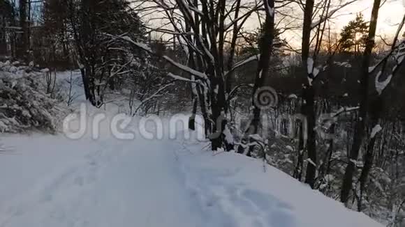 冬天的森林小径视频的预览图