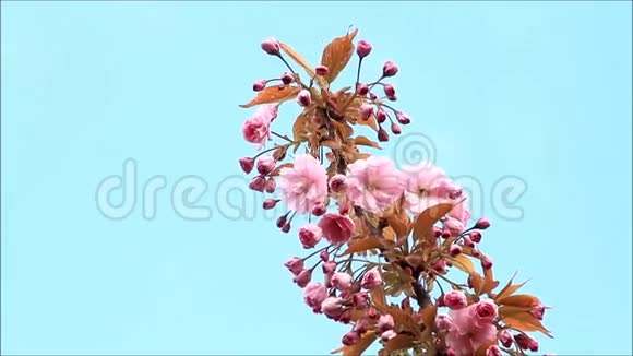 日本樱花树视频的预览图