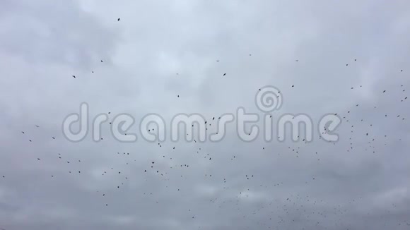 鸟儿在天空中盘旋一群慢动作的视频乌鸦鸟视频的预览图