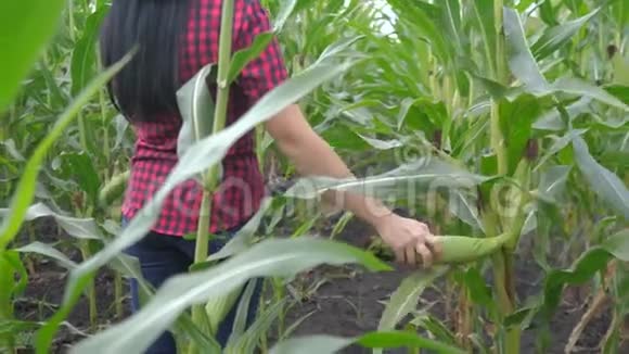 智慧生态收割农业耕作理念农民女孩植物研究员在农场收获玉米芯妇女视频的预览图