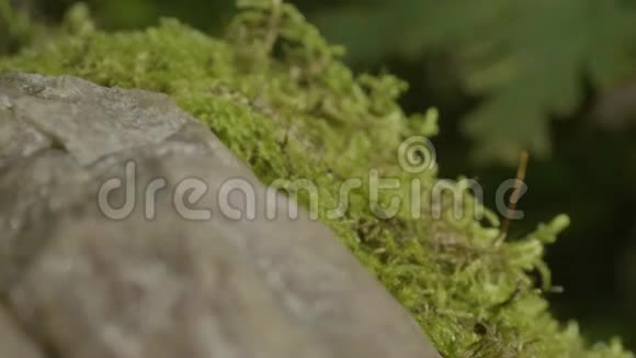 阳光下美丽的绿色苔藓苔藓生长在树上苔藓背景优美苔藓上的叶子秋天森林视频的预览图