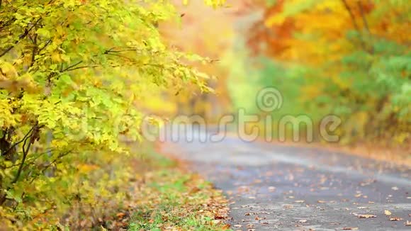 多彩叶背景与森林沥青路视频的预览图