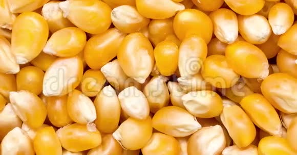 玉米种子视频的预览图