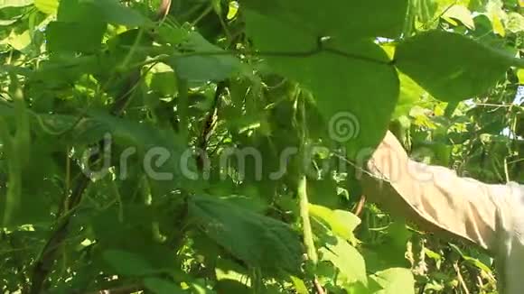 女人在花园里摘豌豆视频的预览图