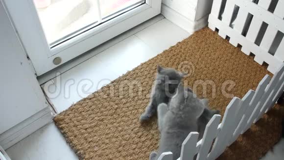 小猫在门垫上玩视频的预览图