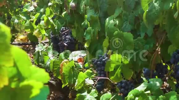 带红葡萄的葡萄园视频的预览图