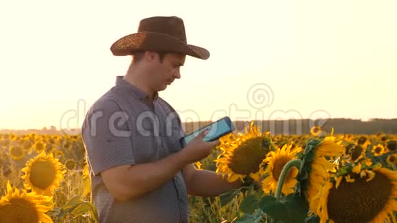农学家奥萨姆塔里瓦特花和葵花籽带着平板电脑的商人用向日葵检查他的田地视频的预览图