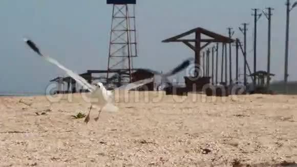 很多海鸥在海滩上吃一顿饭视频的预览图