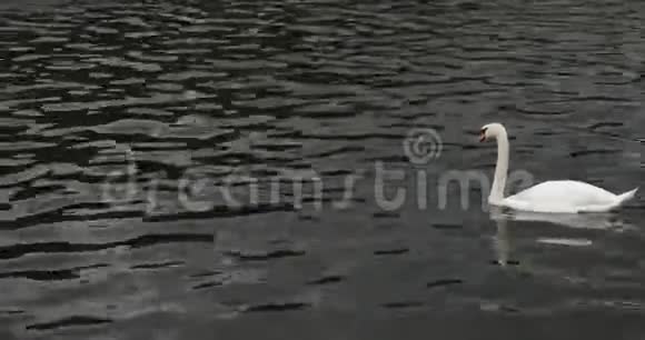 水欧洲的鸭子视频的预览图