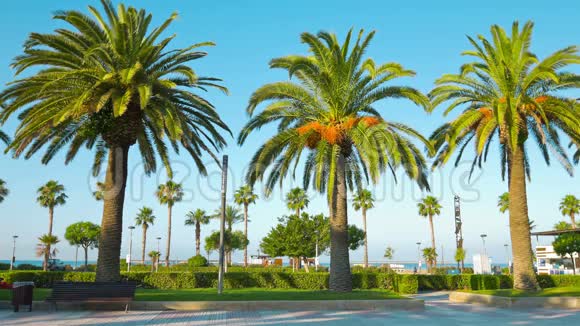 美丽的夏日景象与棕榈树视频的预览图