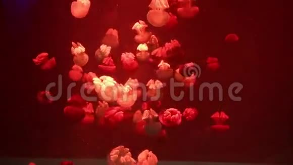 黑色虚空中的红色巨水母视频的预览图