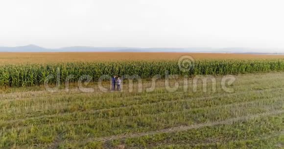 青年农民在玉米田间农业中讨论视频的预览图