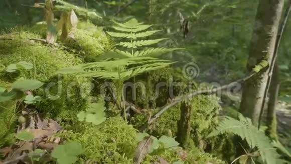 阳光下美丽的绿色苔藓苔藓生长在树上苔藓背景优美苔藓上的叶子秋天森林视频的预览图