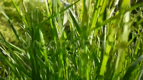 绿草宏美背景夏天高清视频镜头1920x1080静态摄像机视频的预览图