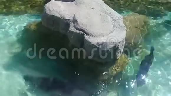 可爱的鱼在绿色的淡水水族馆中移动视频的预览图