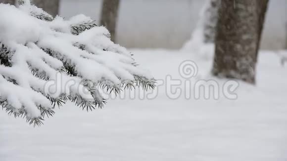 冬天在森林里下雪柔和的圣诞节早晨下雪视频的预览图