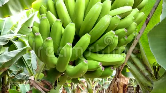 香蕉束在香蕉种植园视频的预览图