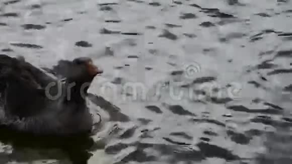 鹅鸭鹅和天鹅在水上游泳湖泊视频的预览图