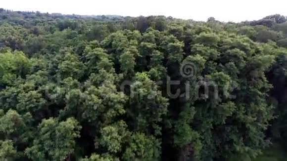 空中飞机飞行时从高空俯瞰绿色森林树梢视频的预览图