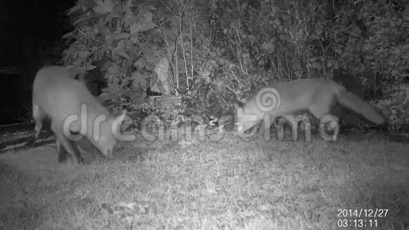 城市野狐晚上在房子草坪上视频的预览图