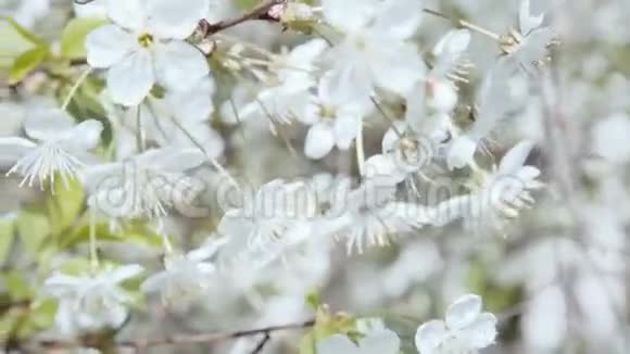 樱桃树的白色花朵视频的预览图